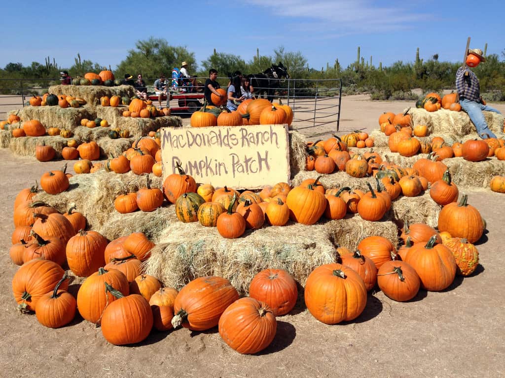 a pumpkin patch with a sign that says "MacDonald's Ranch Pumpkin Patch"